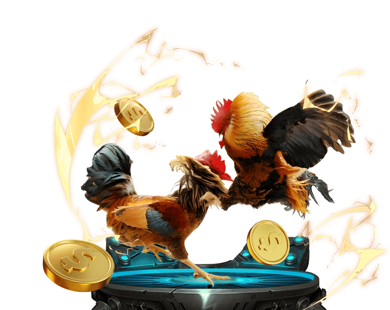 Hướng dẫn đá gà Helo888